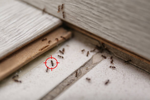Best Pest Control Treatment  in Bovina, TX